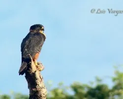 Falco rufigularis