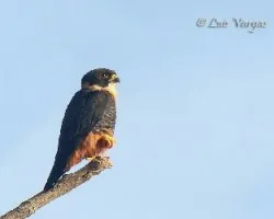 Falco rufigularis