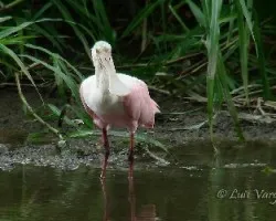 Platalea ajaja