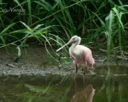 Platalea ajaja
