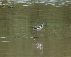 Himantopus mexicanus