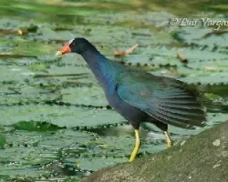 Porphyrio martinica