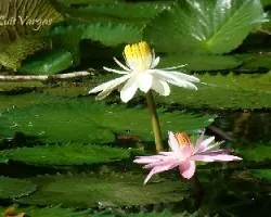 FlorMomiji