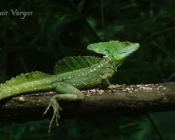 Basiliscus plumifrons