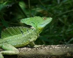 Basiliscus plumifrons