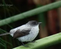 Serpophaga cinerea