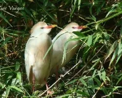 Bubulcus ibis