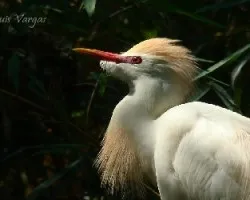 Bubulcus ibis