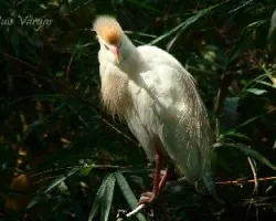 Bubulcus ibis