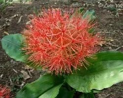 Bola de Fuego (Scadoxus multiflorus)