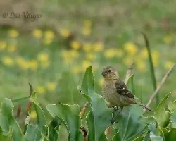 Sporophila torqueola