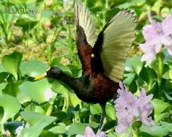 Jacana spinosa