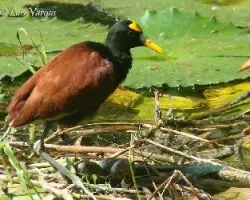 Jacana spinosa