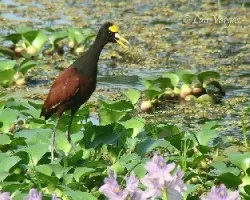 Jacana spinosa