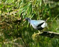 Porphyrio martinica