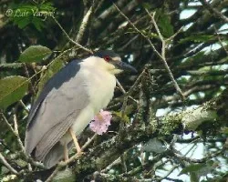 Nycticorax nycticorax