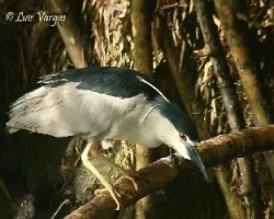 Nycticorax nycticorax
