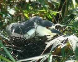 Nycticorax nycticorax