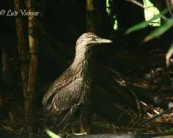 Nycticorax nycticorax
