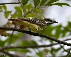 Myiodynastes luteiventris