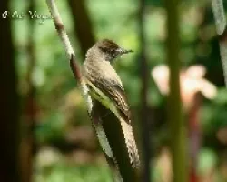 Myiarchus tuberculifer