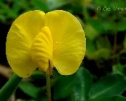  Arachis pintoi