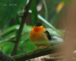 Manacus aurantiacus