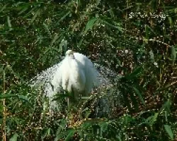 Ardea alba