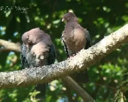 Patagioenas flavirostris