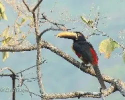 Pteroglossus frantzii