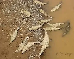 Crocodylus acutus