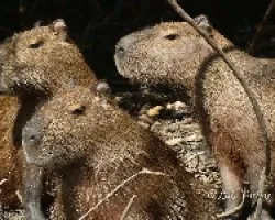 Capibaras