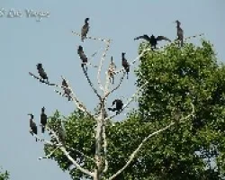 Phalacrocorax brasilianus