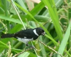 Sporophila corvina