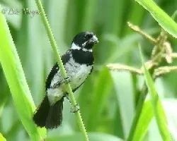 Sporophila corvina