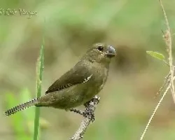 Sporophila corvina