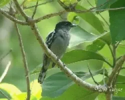 Pachyramphus polychopterus
