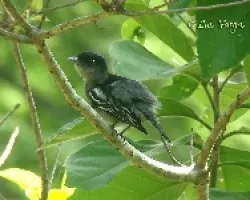 Pachyramphus polychopterus