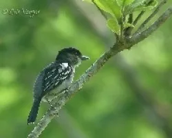 Pachyramphus polychopterus