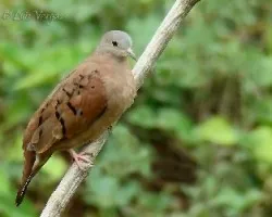 Columbina talpacoti