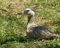 Burhinus bistriatus