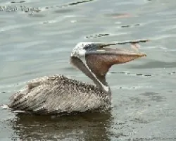 Pelecanus occidentalis