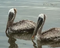 Pelecanus occidentalis