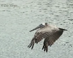 Pelecanus occidentalis