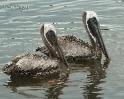 Pelecanus occidentalis