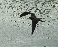 Fregata magnificens