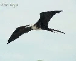 Fregata magnificens