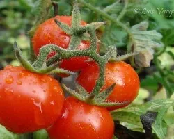 Tomates silvestres