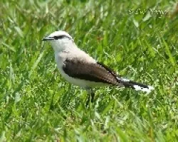 Fluvicola nengeta