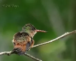 Amazilia rutila 